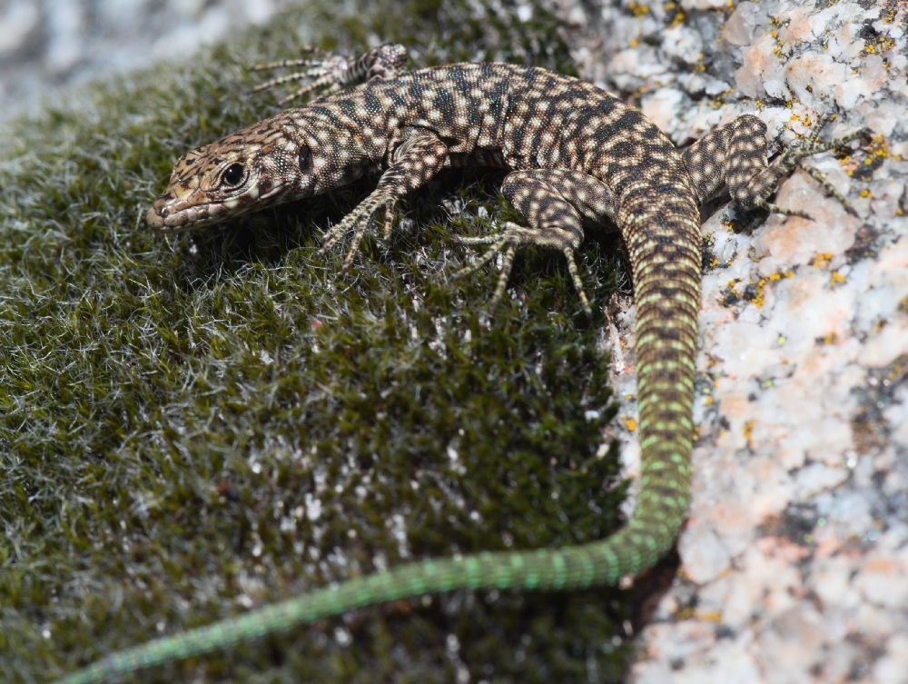 Bedriaga's Rock Lizard