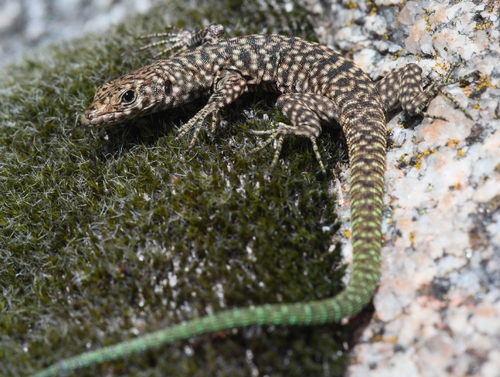 Bedriaga's Rock Lizard