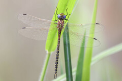 Austrogynacantha heterogena