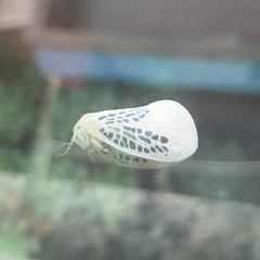 Poekilloptera phalaenoides