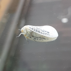 Poekilloptera phalaenoides