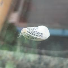 Poekilloptera phalaenoides