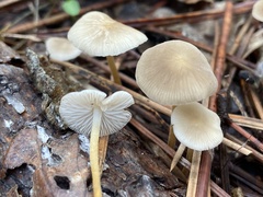 Strobilurus albipilatus