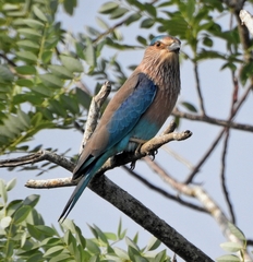 Coracias benghalensis