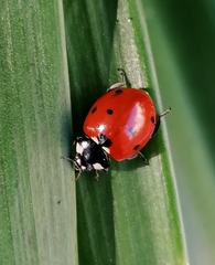 Coccinella septempunctata