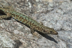 Archaeolacerta bedriagae