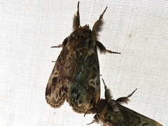Dasychira vagans