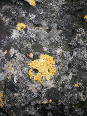 Xanthoria aureola