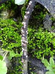 Ceroplastes rusci