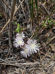 Mesembryanthemum canaliculatum