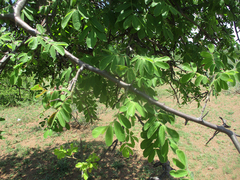 Commiphora mollis