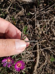 Lampranthus spiniformis