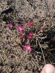 Lampranthus spiniformis