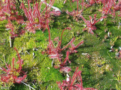 Drosera alba
