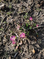 Lampranthus spiniformis