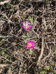 Lampranthus spiniformis