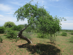 Commiphora mollis