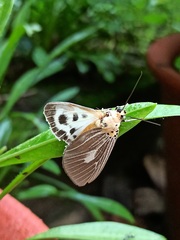 Asota canaraica