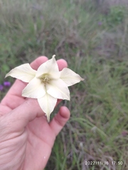 Gladiolus longicollis