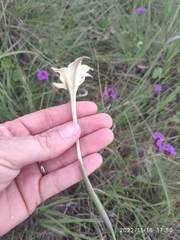 Gladiolus longicollis