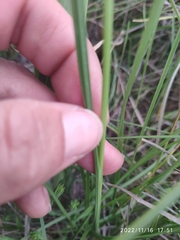 Gladiolus longicollis
