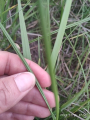Gladiolus longicollis