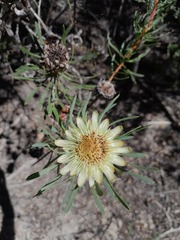 Protea scolymocephala