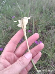 Gladiolus longicollis