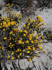 Leucadendron levisanus