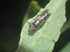 Duomyia