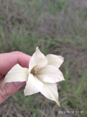 Gladiolus longicollis
