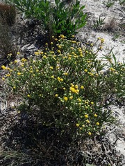 Leucadendron levisanus