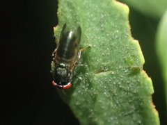 Duomyia
