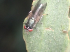 Duomyia