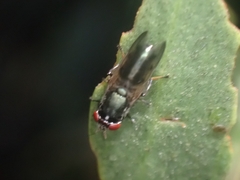 Duomyia