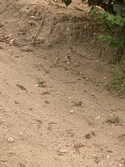 Passerina leclancherii