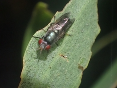 Duomyia