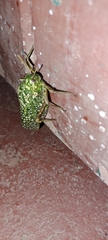 Physemacris variolosa