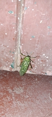 Physemacris variolosa