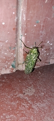 Physemacris variolosa