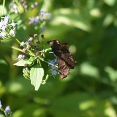 Achlyodes busirus