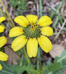Berlandiera subacaulis