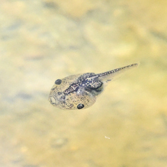 Microhylidae