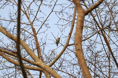 Psilopogon malabaricus