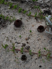 Peziza ammophila