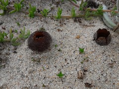 Peziza ammophila