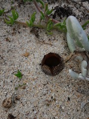 Peziza ammophila