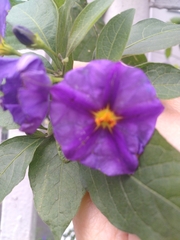Lycianthes rantonnetii
