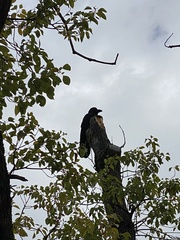 Corvus macrorhynchos