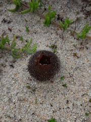 Peziza ammophila